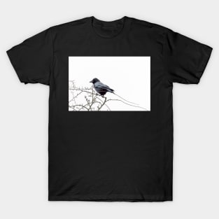 Jackdaw on a branch T-Shirt